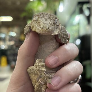 Leachianus Gecko Nuu Ana X Nuu Ami