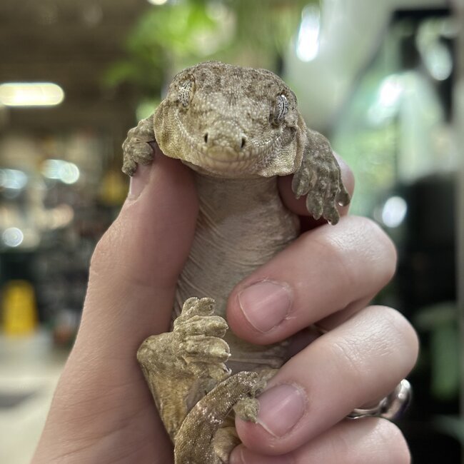 Leachianus Gecko Nuu Ana X Nuu Ami