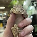 Leachianus Gecko Nuu Ana X Nuu Ami