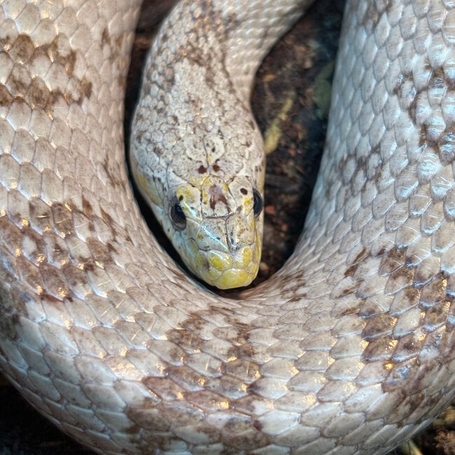 Corn Snake ‘Mashed Potato’ SP