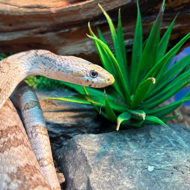Corn Snake ‘Mashed Potato’ SP