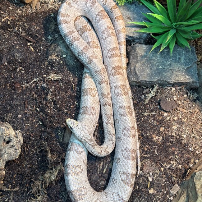 Corn Snake ‘Mashed Potato’ SP