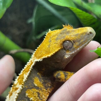 Harlequin Crested Gecko ‘A1’