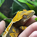 Harlequin Crested Gecko ‘A1’