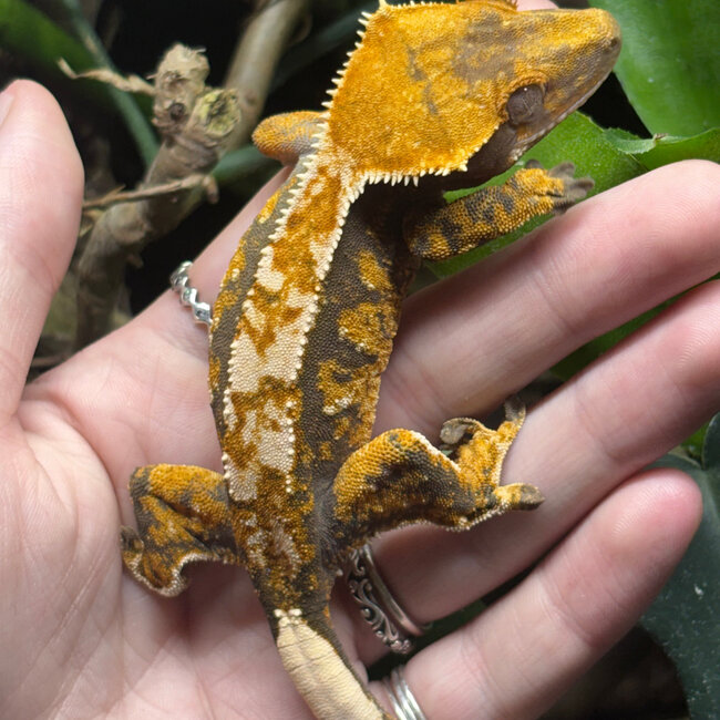 Harlequin Crested Gecko ‘A1’