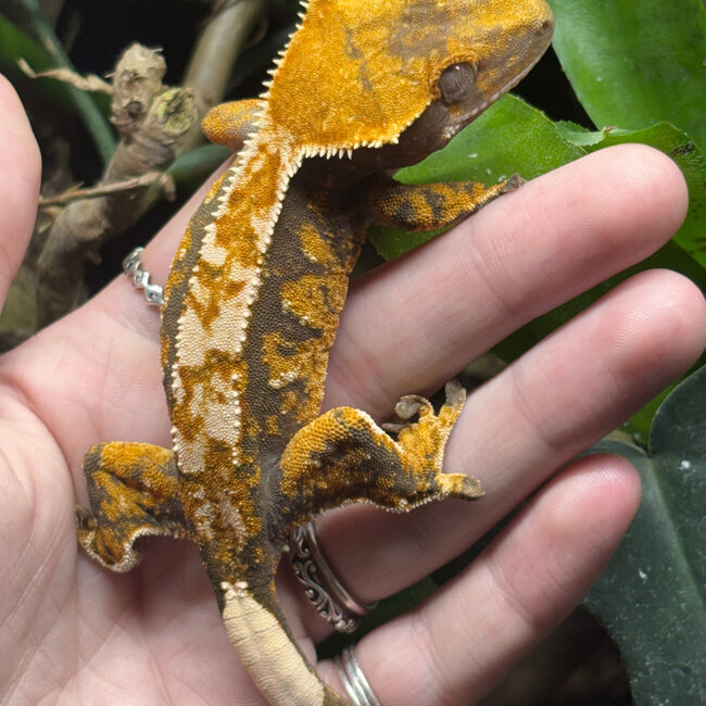 Harlequin Crested Gecko ‘A1’