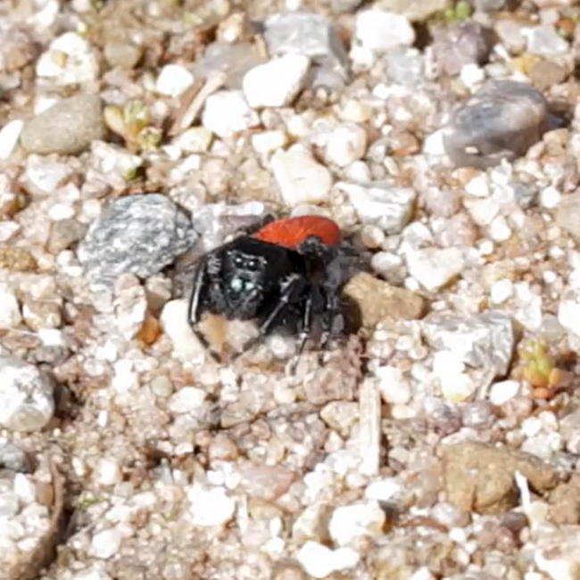 Red-Backed Jumping Spider, Phidippus johnsoni i2-i3
