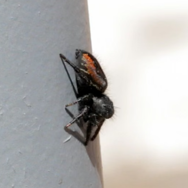 Red-Backed Jumping Spider, Phidippus johnsoni i2-i3