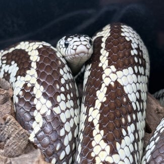 Aberrant California High White Kingsnake ‘Oreo’ SP
