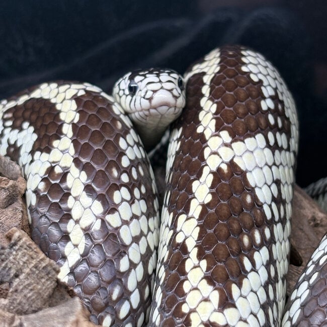 Aberrant California High White Kingsnake ‘Oreo’ SP