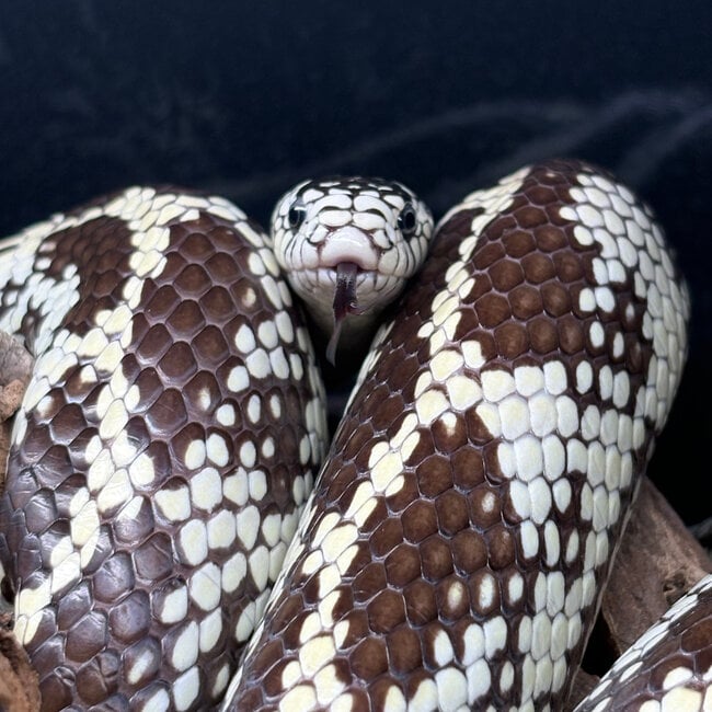 Aberrant California High White Kingsnake ‘Oreo’ SP