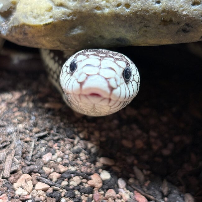 Aberrant California High White Kingsnake ‘Oreo’ SP