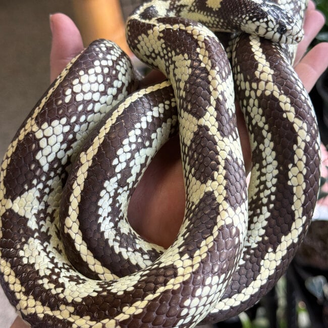 Aberrant California High White Kingsnake ‘Oreo’ SP
