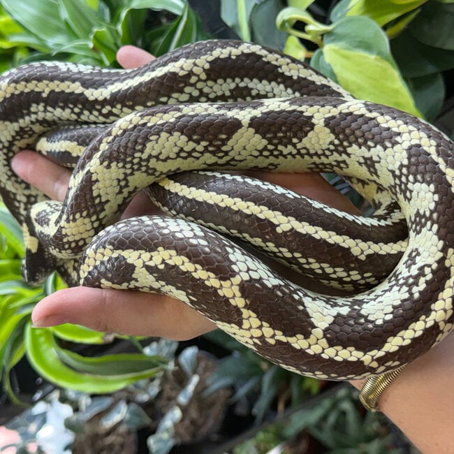 Aberrant California High White Kingsnake ‘Oreo’ SP