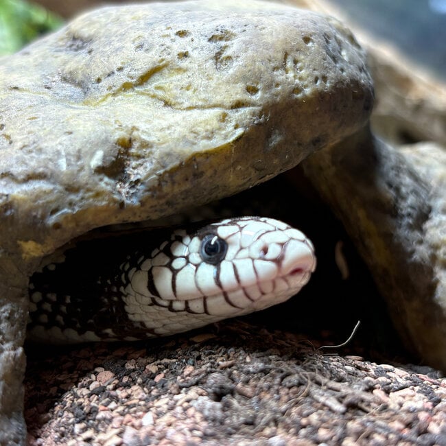 Aberrant California High White Kingsnake ‘Oreo’ SP
