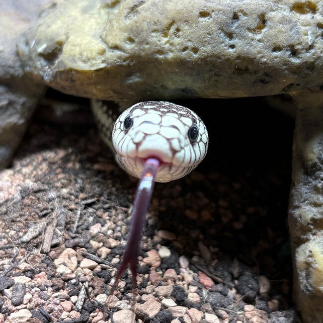 Aberrant California High White Kingsnake ‘Oreo’ SP