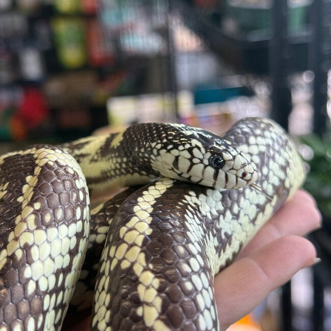 Aberrant California High White Kingsnake ‘Oreo’ SP