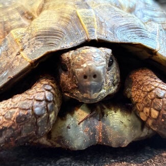 ‘Kuzco’ Black Greek Tortoise SP