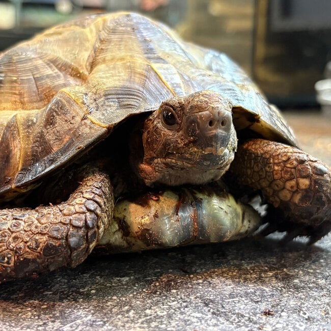 ‘Kuzco’ Black Greek Tortoise SP