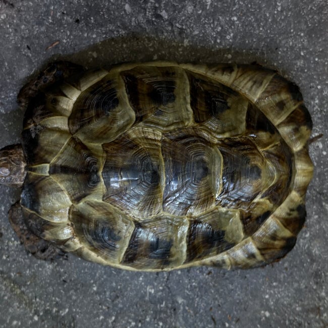 ‘Kuzco’ Black Greek Tortoise SP