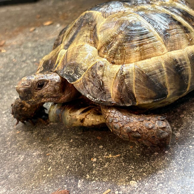 ‘Kuzco’ Black Greek Tortoise SP