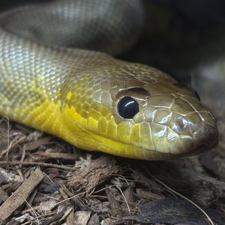 Woma Python Female 'SP'