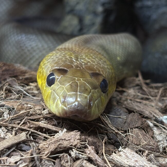 Woma Python Female 'SP'