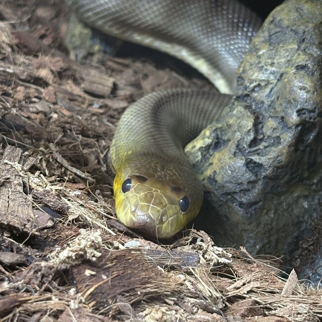 Woma Python Female 'SP'