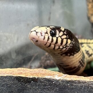 California King Snake 'Vesperian' SP
