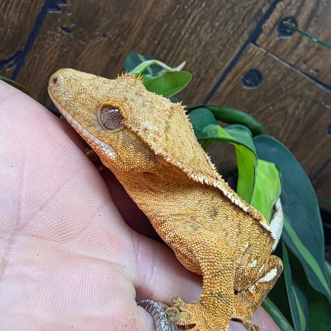 Porthole Crested Gecko