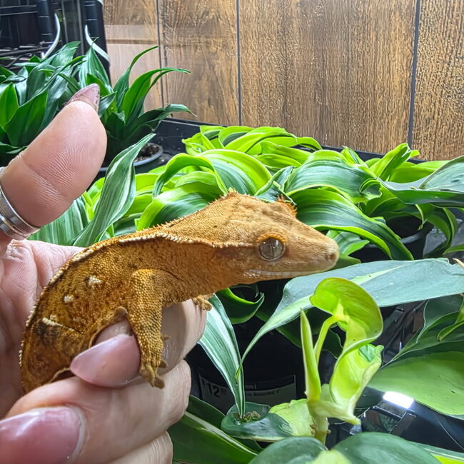Porthole Crested Gecko