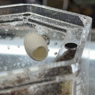 Silk Cocoon Magnetic Hide Jumping Spider