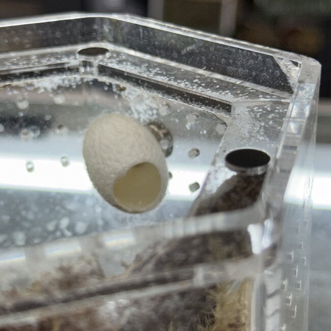 Silk Cocoon Magnetic Hide Jumping Spider