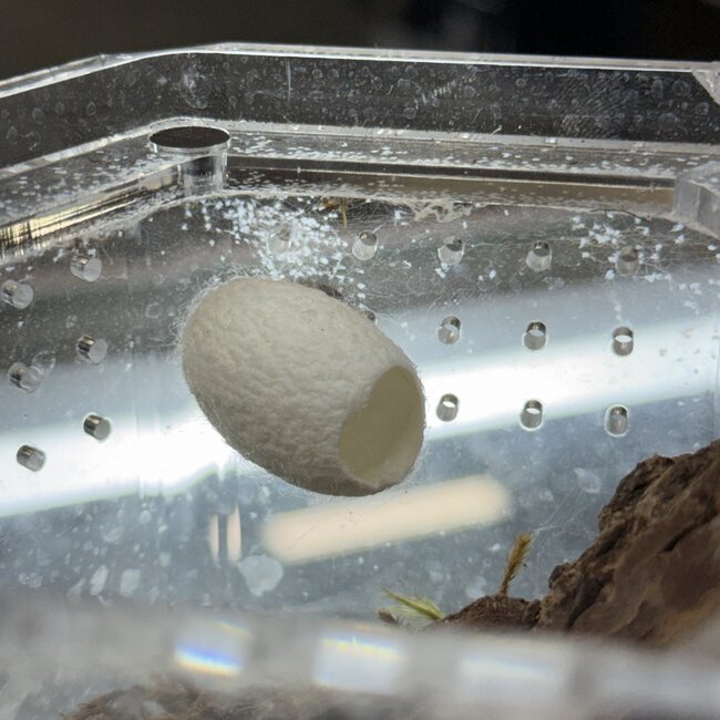 Silk Cocoon Magnetic Hide Jumping Spider