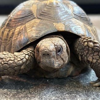 Hermann's Tortoise 'Penny' SP