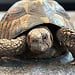 Hermann's Tortoise 'Ducky' SP