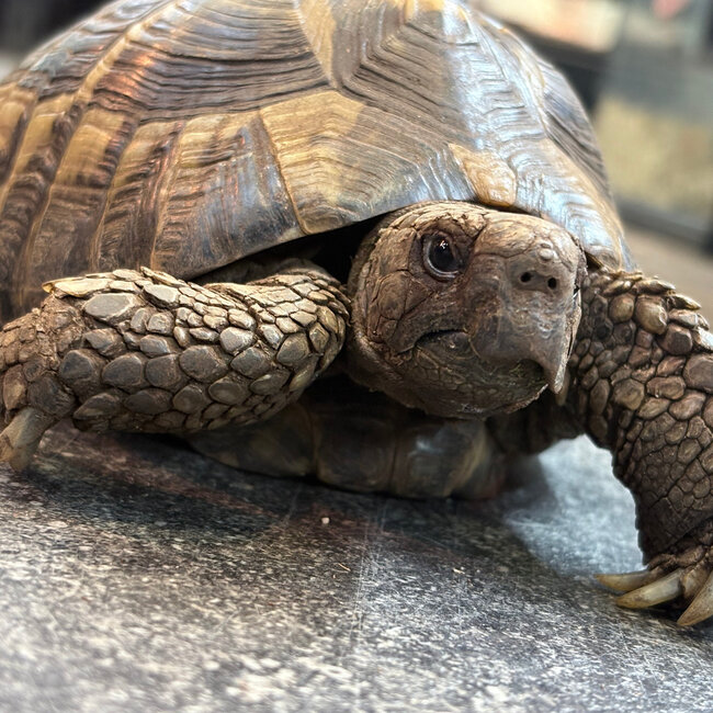 Hermann's Tortoise 'Ducky' SP