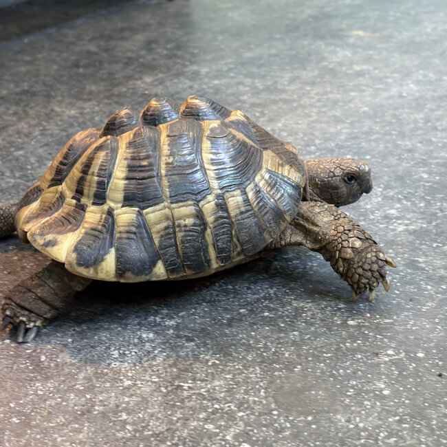 Hermann's Tortoise 'Ducky' SP