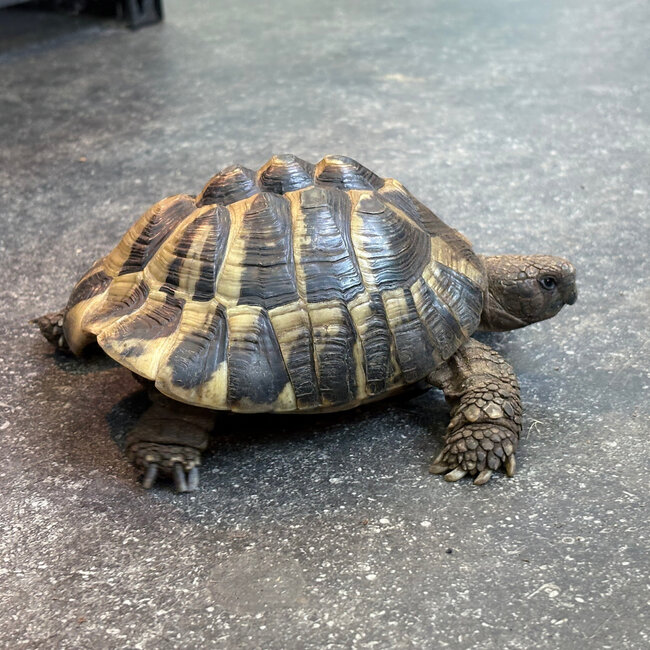Hermann's Tortoise 'Ducky' SP