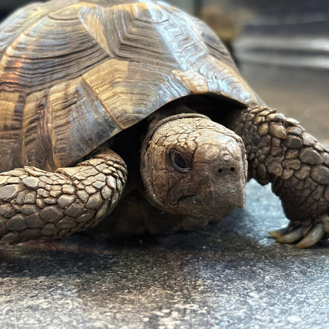 Hermann's Tortoise 'Ducky' SP