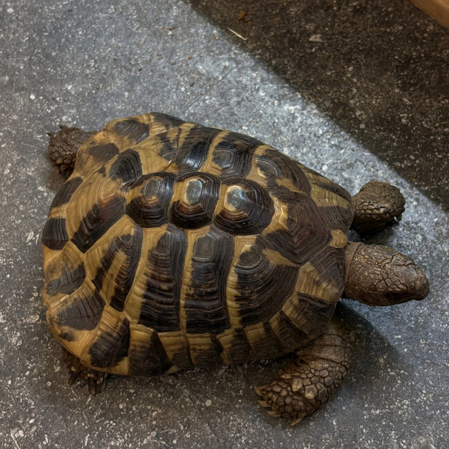Hermann's Tortoise 'Ducky' SP