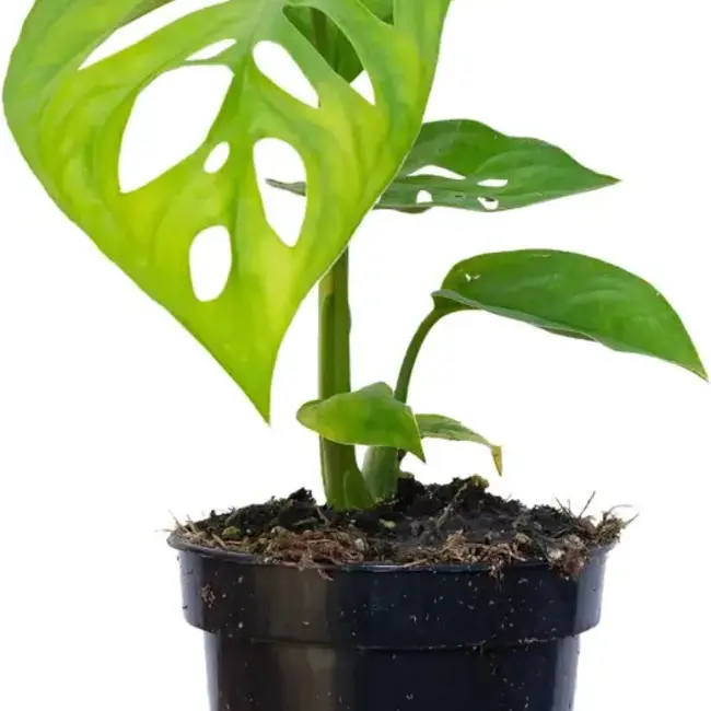 Monstera epipremnoides "Esqueleto" 4"