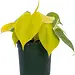 Philodendron Cordatum Lime 4"