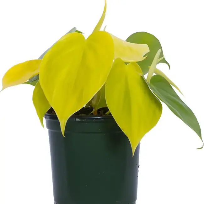 Philodendron Cordatum Lime 4"