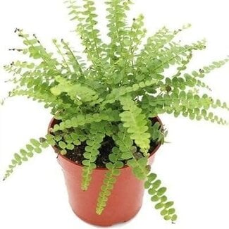 Lemon Button Fern, Nephrolepis cordifolia 'Duffii' 6"