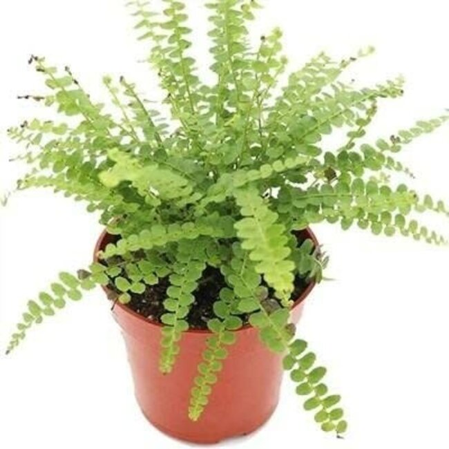 Lemon Button Fern, Nephrolepis cordifolia 'Duffii' 6"