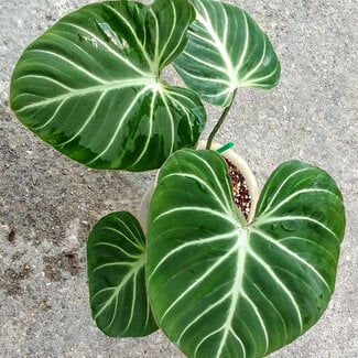 Philodendron Gloriosum White Vein 4"