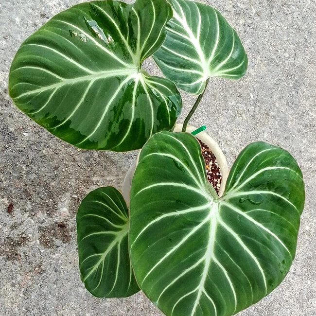 Philodendron Gloriosum White Vein 4"
