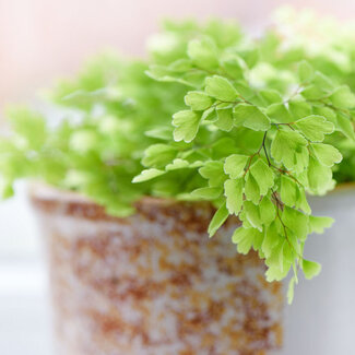Adiantum raddianum 'Monocolor' Delta Maidenhair Fern 4"