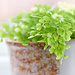Adiantum raddianum 'Monocolor' Delta Maidenhair Fern 4"